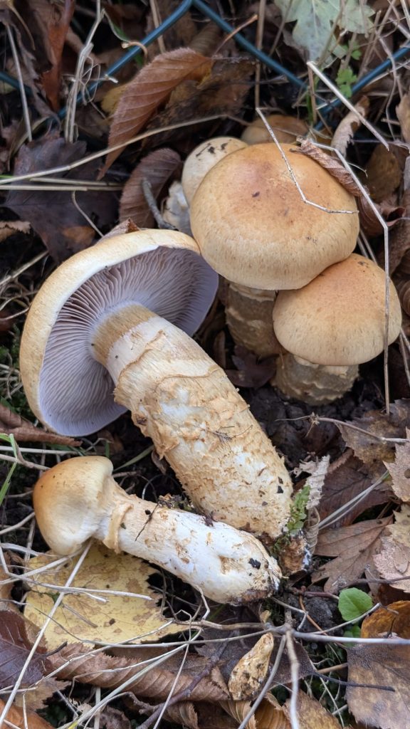 Gelbgestiefelte Schleimköpfe mit Ring und blassvioletten Lamellen im Herbstlaub