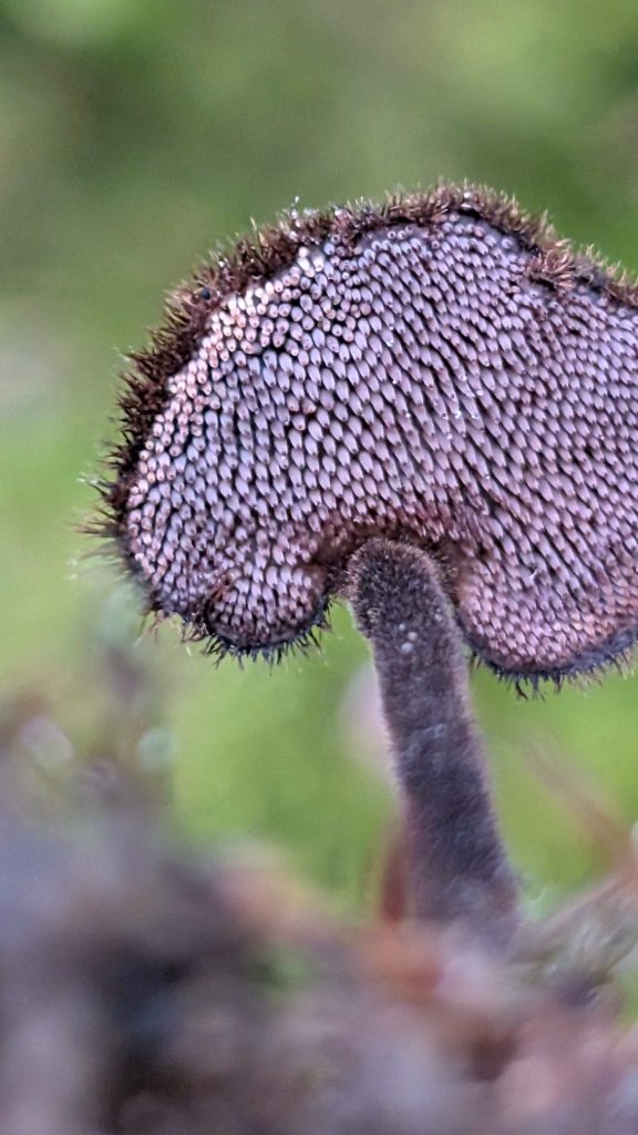 Makroaufnahme der Stacheln eines Ohrlöffelstachelings