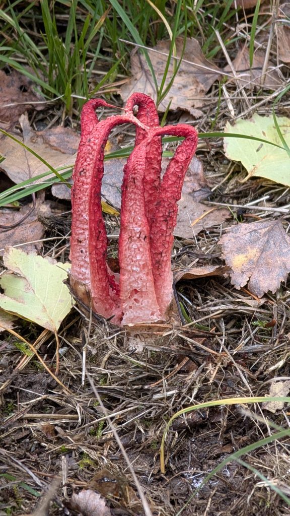 Roter Tintenfischpilz mit ausgebreiteten Armen auf dem Waldboden